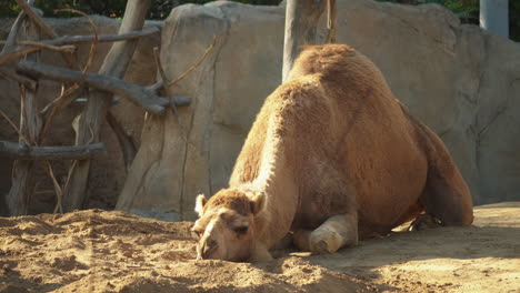 A-camel-lies-on-the-ground-in-its-enclosure-at-the-San-Diego-Zoo,-California,-USA