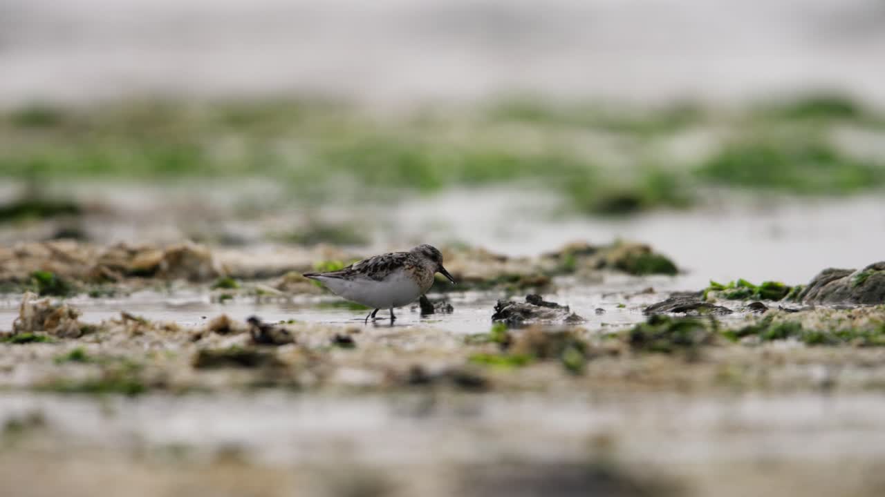 Small wading bird in shallow coastal water