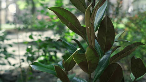 jardín de plantas verdes en la naturaleza tropical. vista aérea del entorno botánico