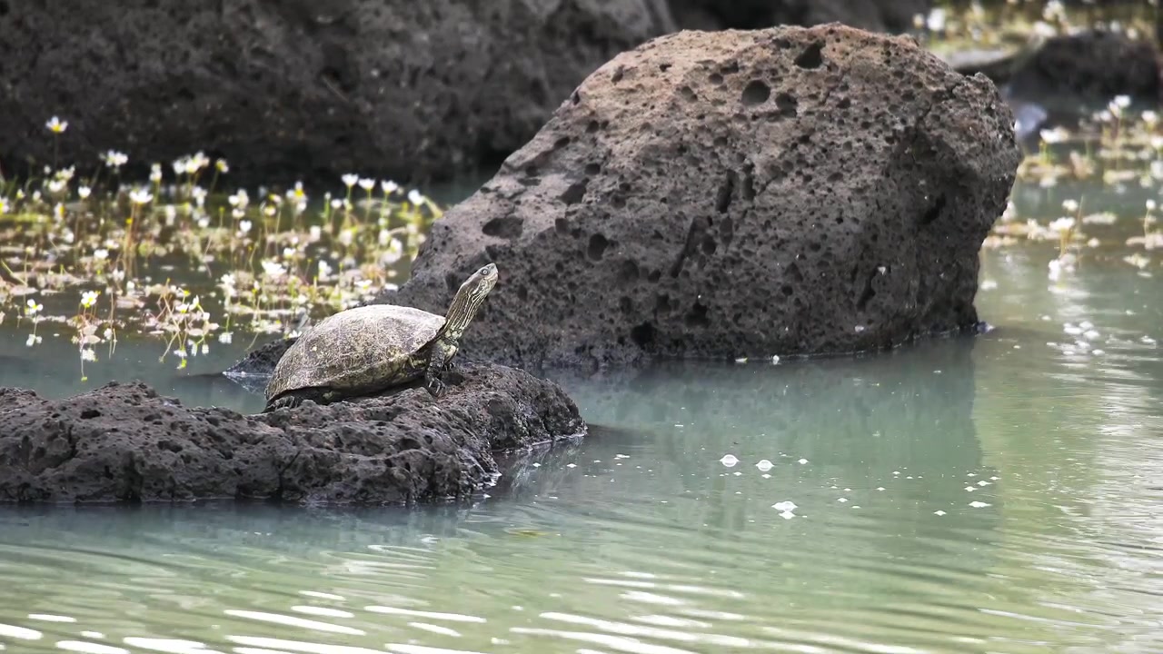 Two Turtles Resting on a Rock in a Pond