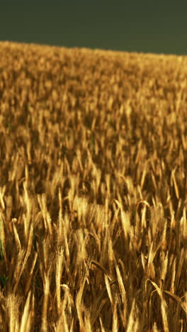 golden wheat field