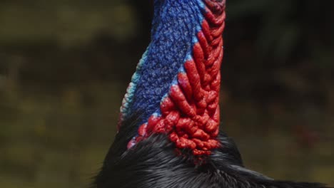 Southern-Wattled-Cassowary,-Close-Up