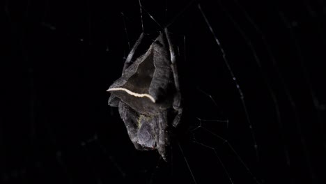 a close up footage of this individual moving with the wind while waiting for a prey to get trapped