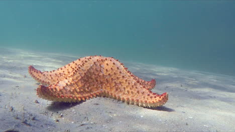 Starfish--in-shallow-water