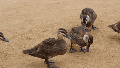 pacific black duckling family walking along sand trail in slow motion