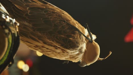 falconry at night