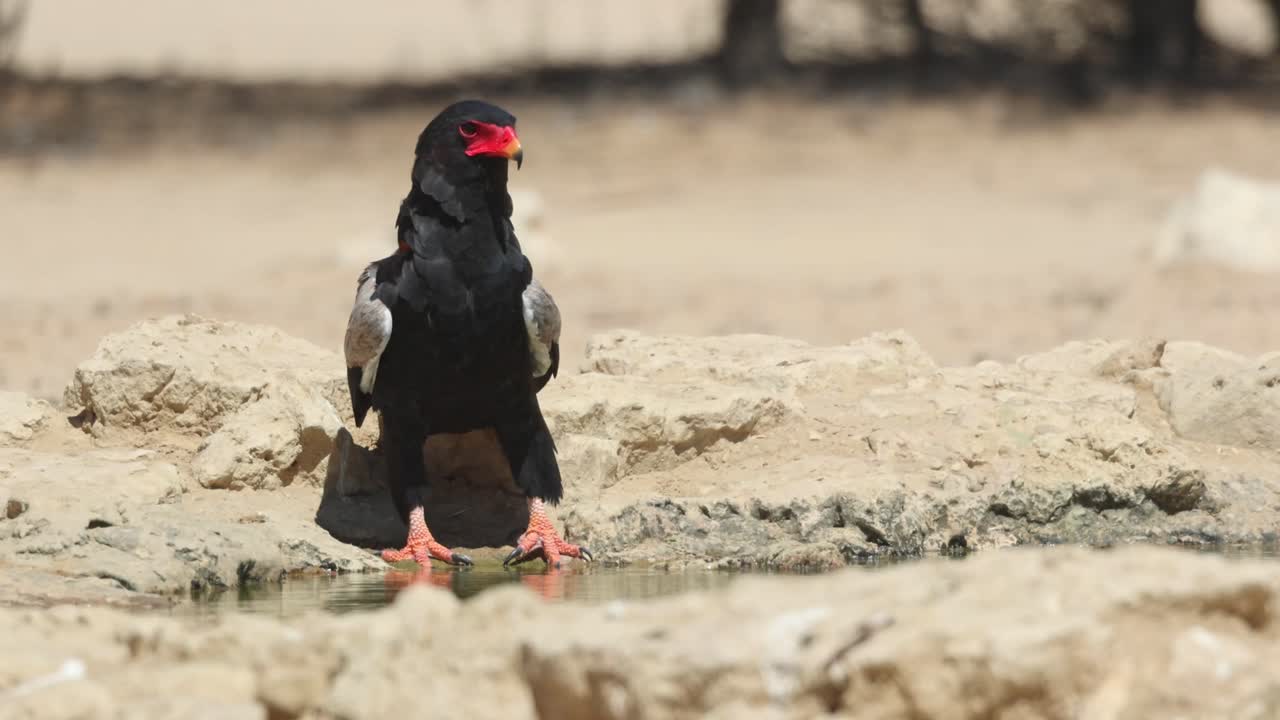 Low angle of a bateleur standing at the edge of a waterhole and bending down for a drink, Kgalagadi Transfrontier Park
