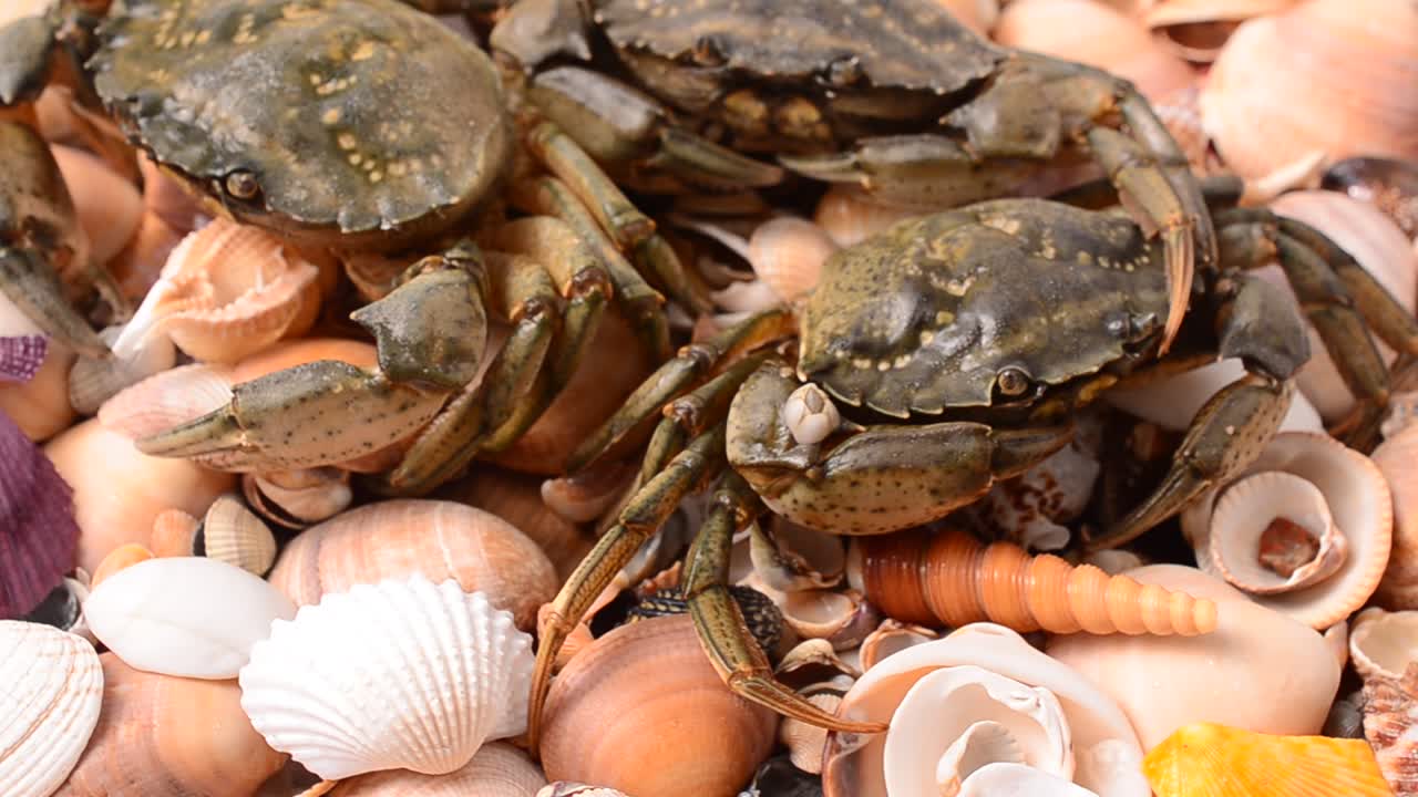 Live crabs. Shooting of crabs