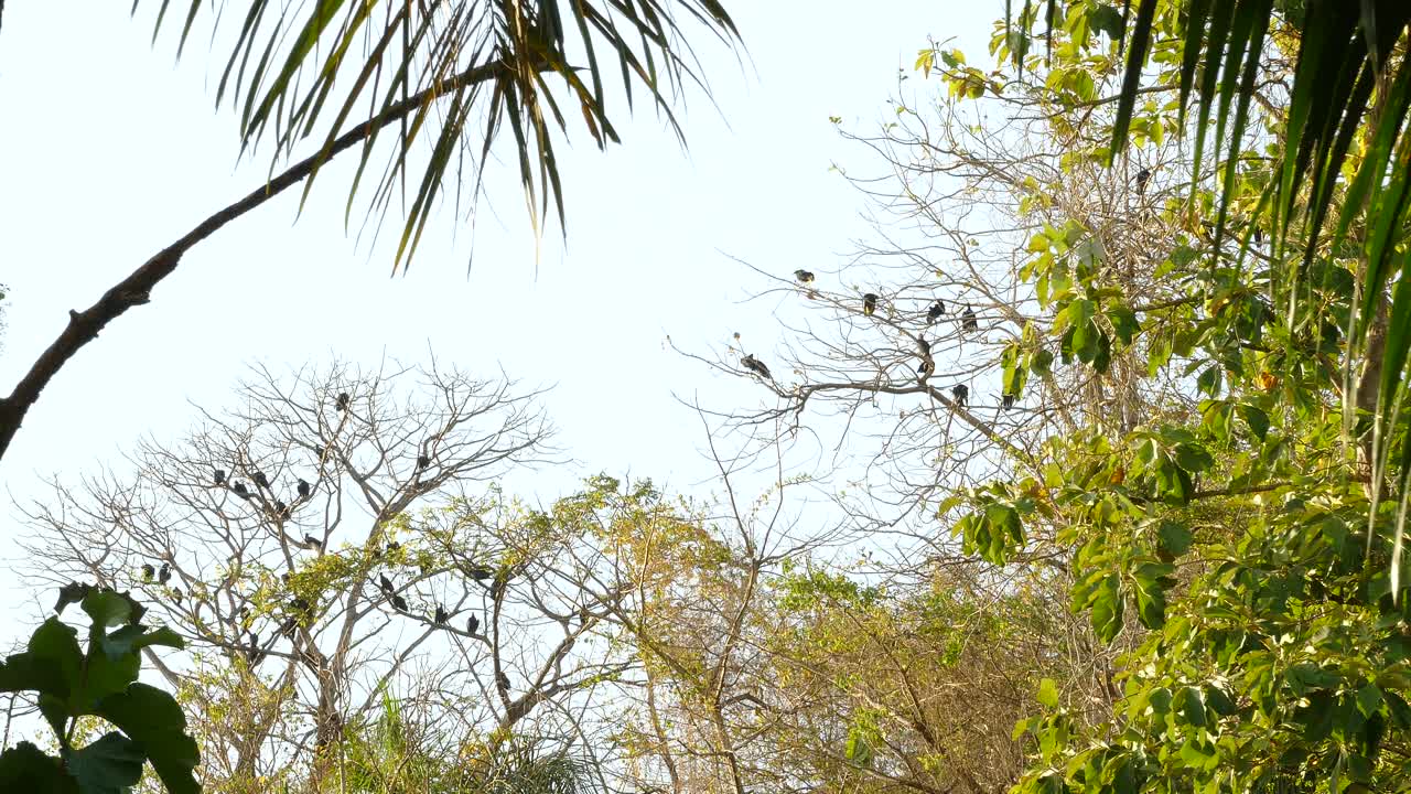 매나 독수리가 머리 위로 날고 나뭇가지에 앉는다.