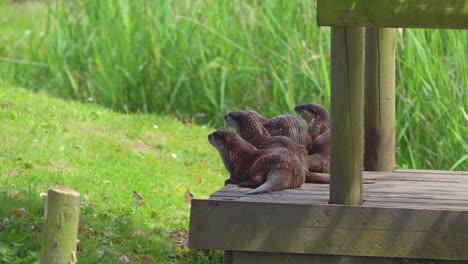 Gruppe-Von-Jungen-Verspielten-Ottern