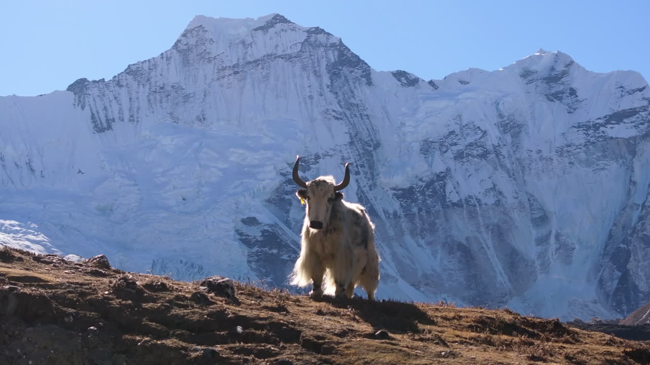 En vild yak, et højlandsdyr, i Nepals Everest-region foran sneklædte Himalaya-bjerge, der fremstår som Himalayas mægtige konge i denne dramatiske alpine scene.