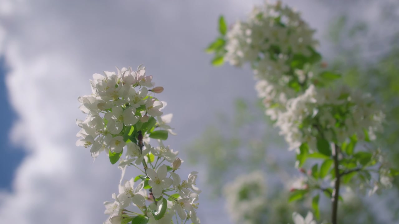 Close up of white flowers blossoming on apple tree in spring