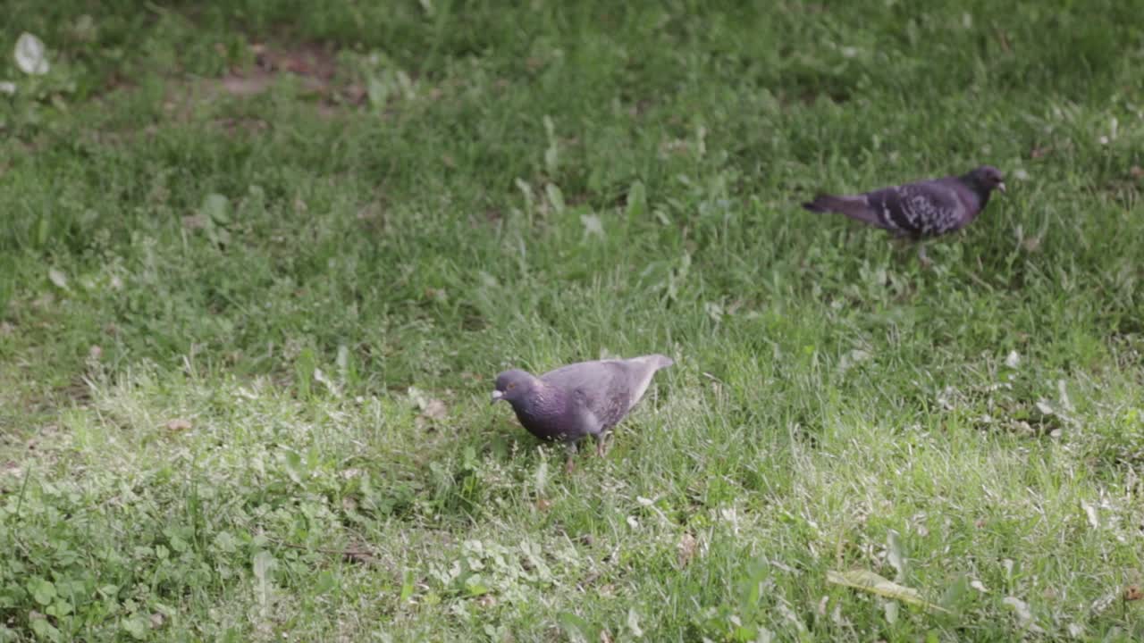 화창한 날 잔디 사이를 돌아다니는 비둘기