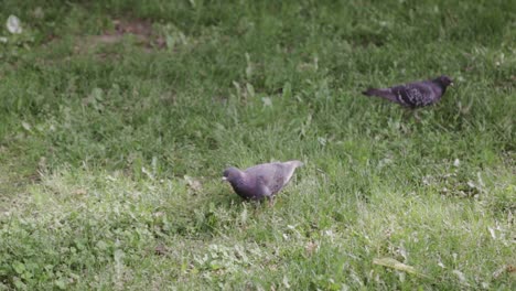 pigeons wandering amongst the grass on a sunny day