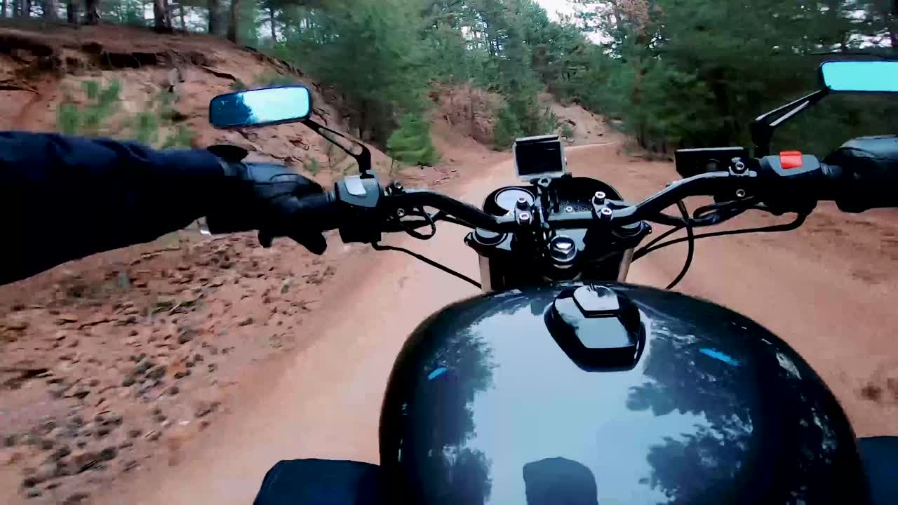 conducir en el bosque