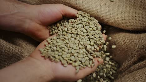 green coffee beans in hands