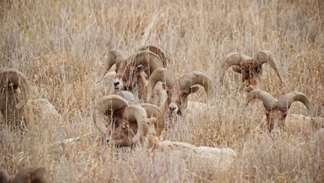 Gruppe-Von-Dickhornschafen-Getarnt-In-Hohem,-Goldenem-Gras-Im-Garden-Of-The-Gods