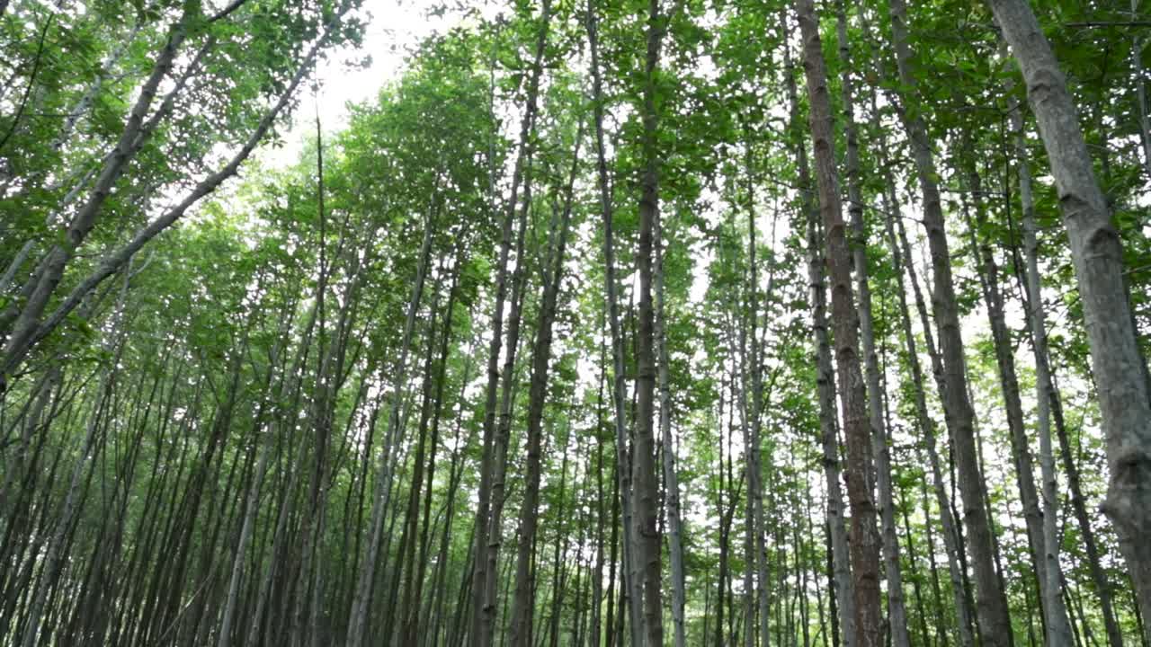 pantanos de manglares, bosque de manglares en el estuario prasae, distrito de rayong, tailandia