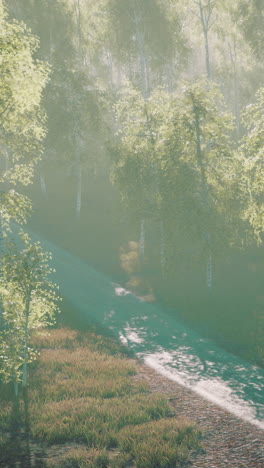 sunlit path through a misty birch forest