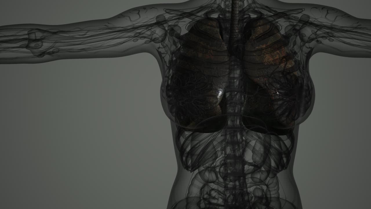 exploración de la anatomía de los pulmones humanos