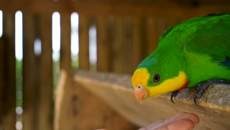 male superb parrot chewing and staring at the food in the man's hand