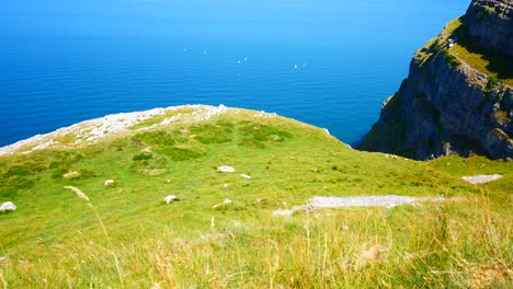 Birds-flying-against-blue-ocean-background-on-sunny-grass-rocky-mountain-coastal-cliff-edge-dolly-left