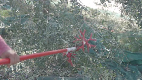 un agricultor usa una red para atrapar las aceitunas que caen mientras usa una vara de cosecha
