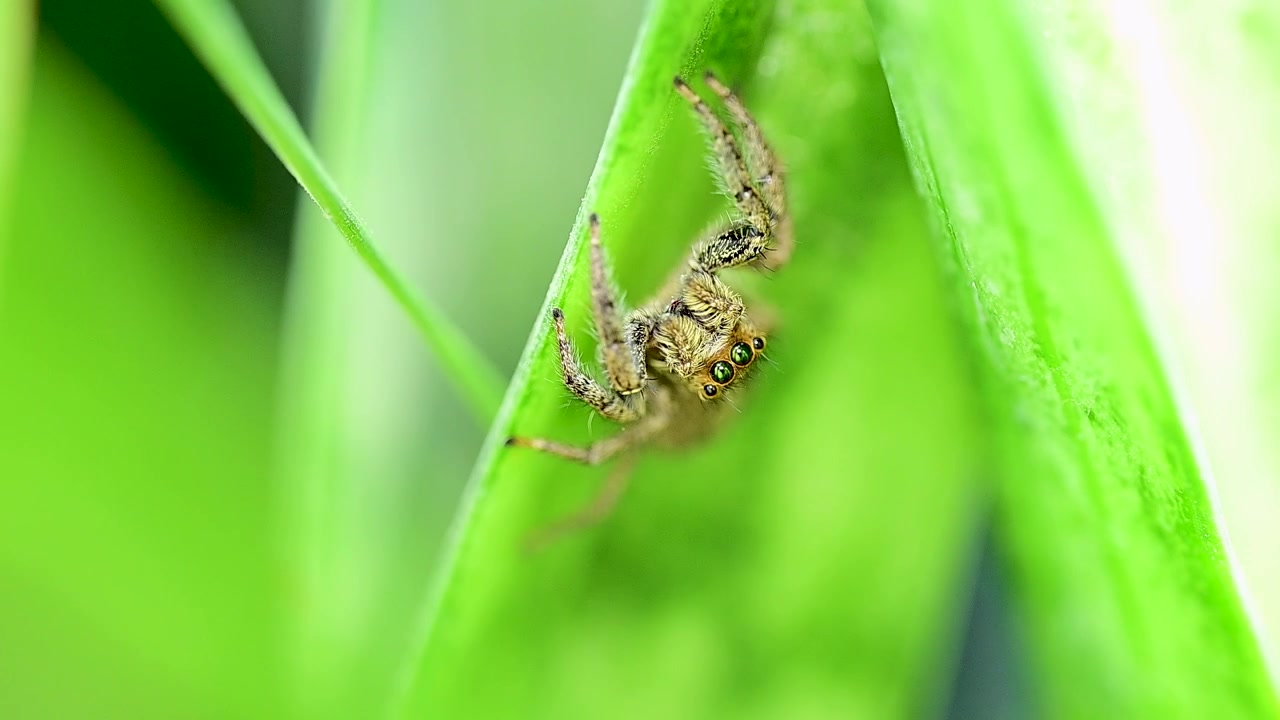 A sharp, extreme macro photograph captures the intense frontal gaze of a Pantropical jumping spider, highlighting its massive central eyes.
