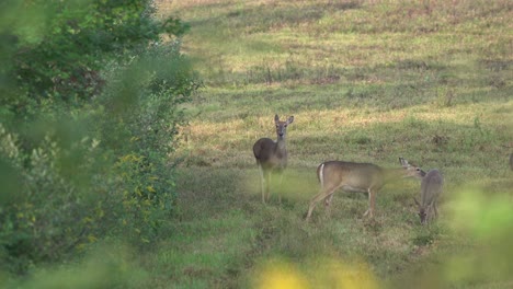 Einige-Rehe,-Die-Durch-Das-Laub-Am-Rand-Eines-Feldes-Wachen