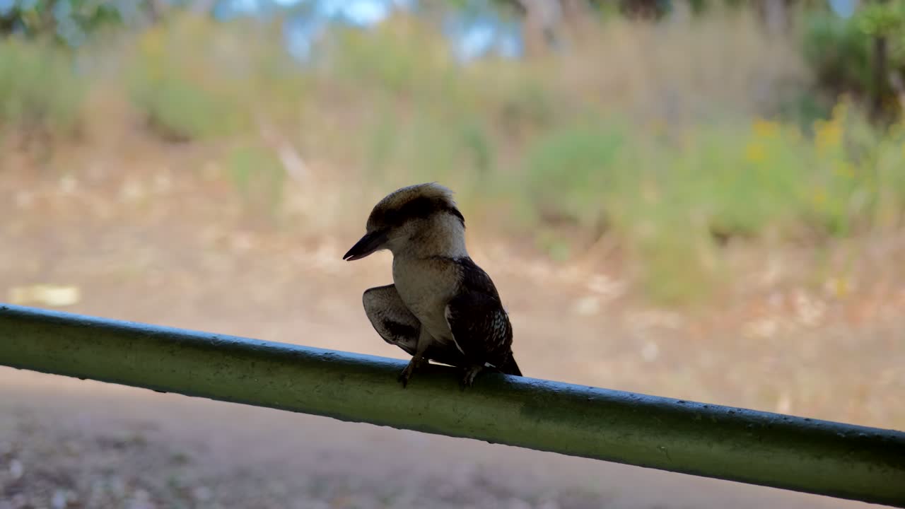 A kookaburra perched on a pole, resting in a calm moment. Showcasing this iconic Australian bird in its natural environment.