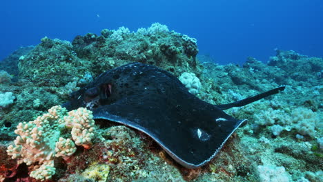 a gigantic black round ribbontail ray turns and looks into the camera