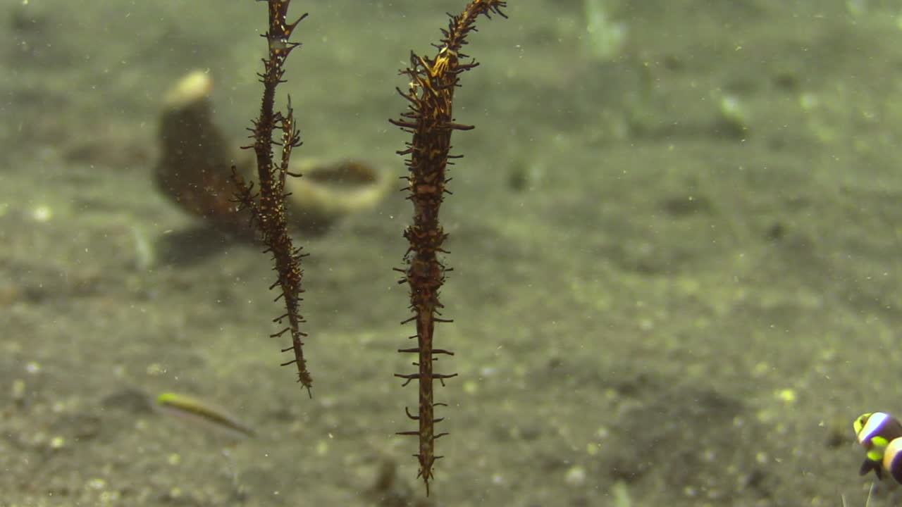 un par de peces pipa fantasma ornamentados flotando sobre el fondo arenoso boca abajo, rodeados de peces anémona clarks y dascyllus de tres puntos