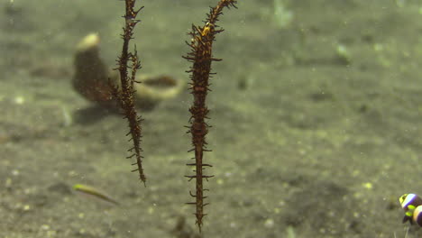 un par de peces pipa fantasma ornamentados flotando sobre el fondo arenoso boca abajo, rodeados de peces anémona clarks y dascyllus de tres puntos