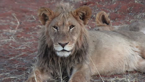 a young male lion looks straight into the camera, flies all over his face and eyes