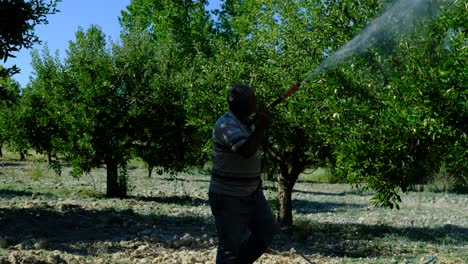 man sprays medicine garden