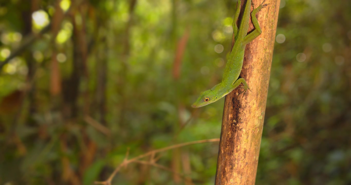 Circular reveal shot of Alert fantastic green anolis lizard on the branch with ants moving