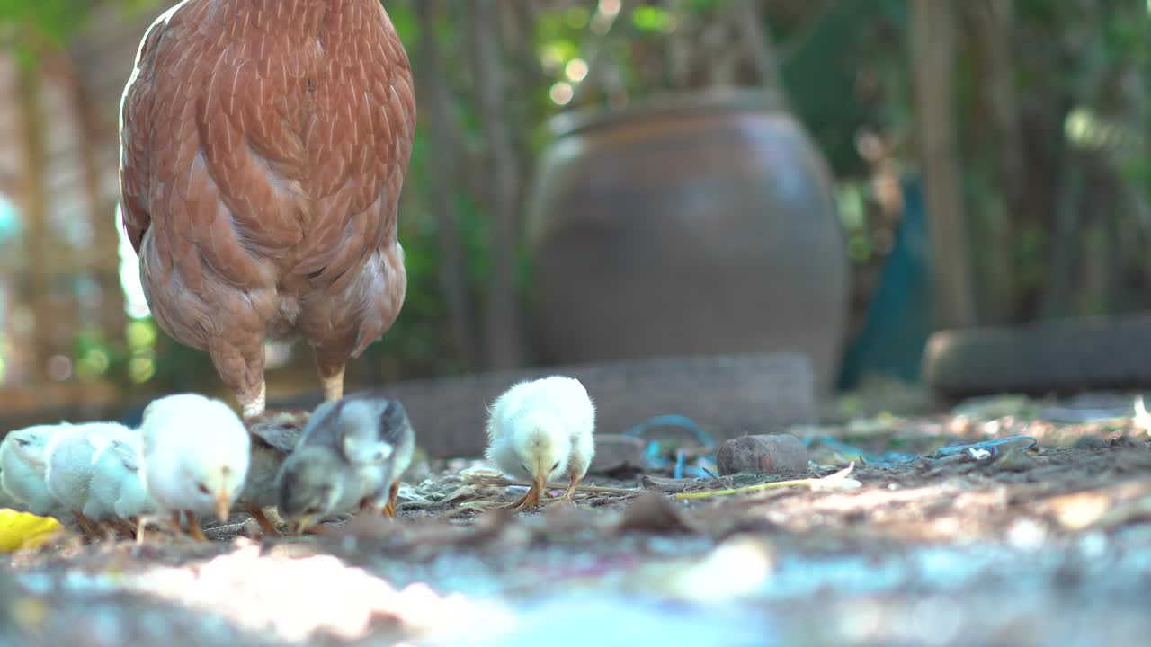 자연에서 을 키우는
