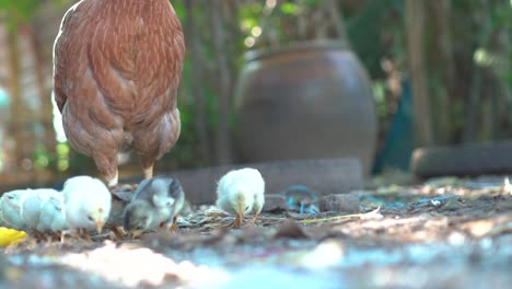 cría de pollos en condiciones naturales