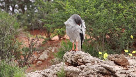 wide shot of a pale chanting goshawk standing on a rock while grooming, kgalagadi transfrontier park