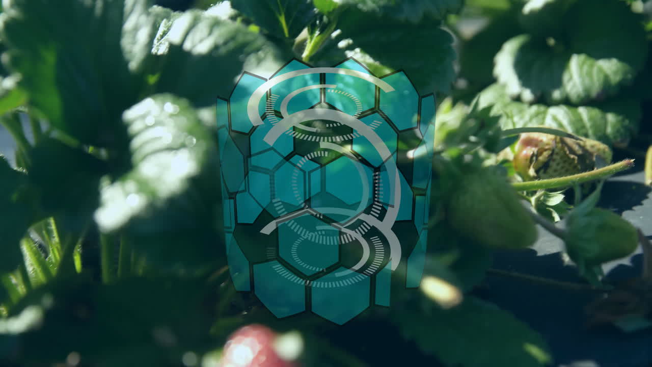 Strawberry plant with digital hexagonal pattern and circular animation overlay