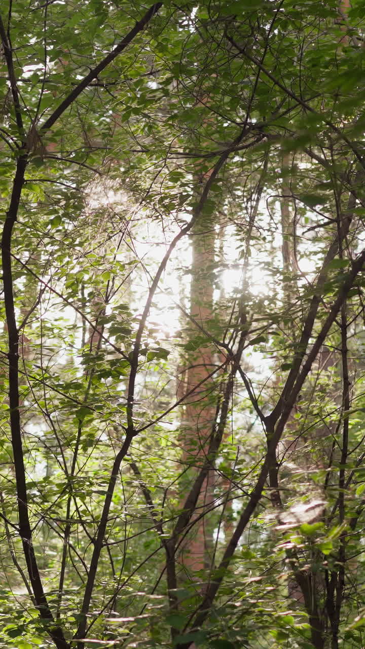 los rayos del sol atraviesan los árboles en el bosque. la belleza de la naturaleza y el seguimiento del entorno salvaje. caminar en el aire fresco y la energía positiva mientras pasa tiempo en la naturaleza