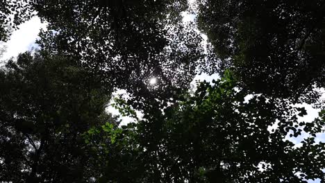 Sonne-Scheint-Durch-Einen-Grünen-Baum-In-Einem-Wald