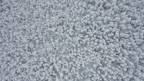 flying over a trailhead the morning after a big snowstorm