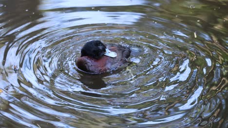 a duck swimming in a pond