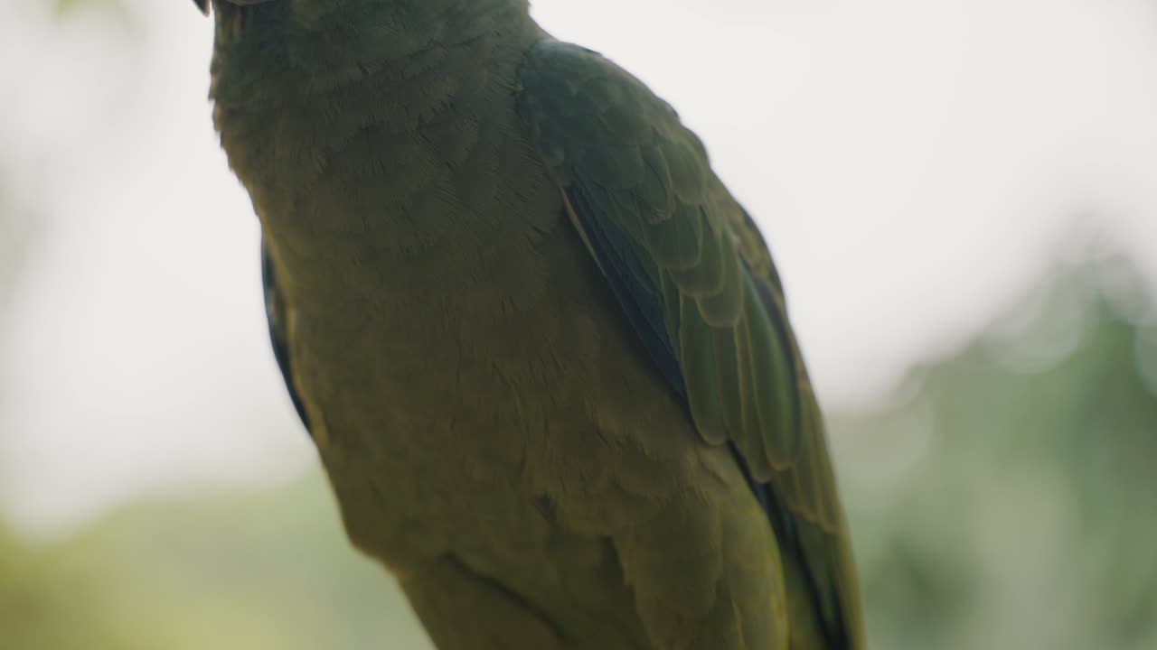 cerca de loro amazónico festivo con plumaje verde en ecuador