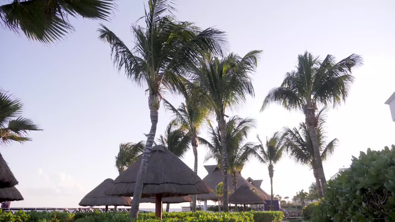 palmeras en un lujoso resort mexicano