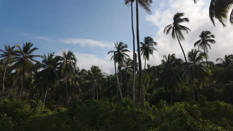 el exuberante bosque de palmeras del parque nacional tayrona bajo el cielo sereno de colombia