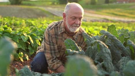 Close-up-of-farmer-picking-kale-in-the-field-at-sunset