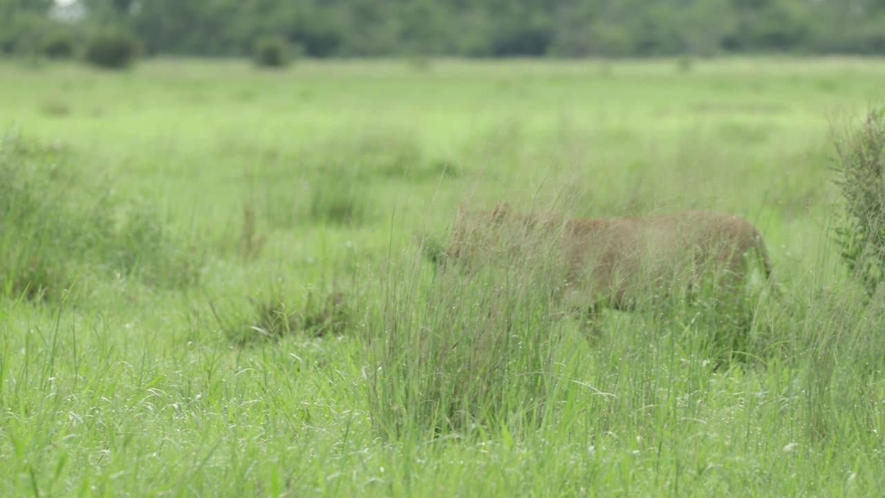 Wide shot of a lone lioness walking through the tall grass. Almost invisible and well camouflaged. Savuti Botswana.