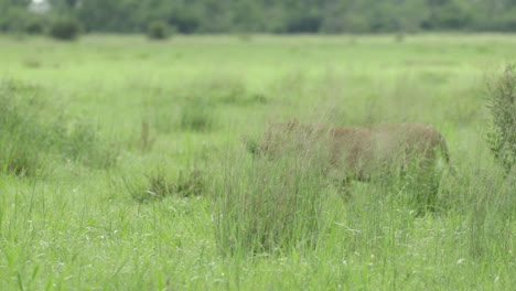 Wide shot of a lone lioness walking through the tall grass. Almost invisible and well camouflaged. Savuti Botswana.